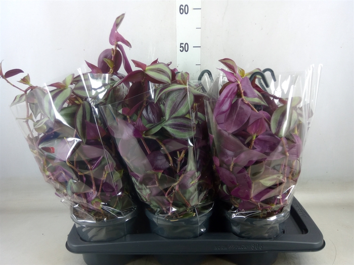<h4>Tradescantia   ...</h4>