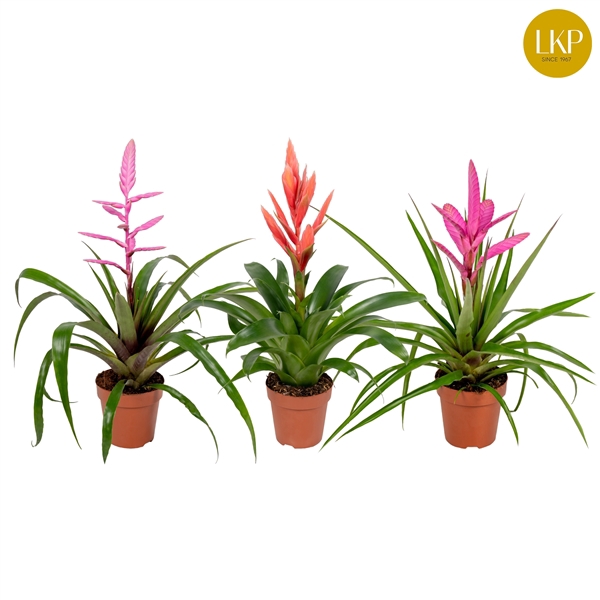 <h4>Tillandsia gemengd (Met Hoes)</h4>