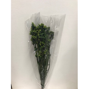 Statice on stem 60gr groen
