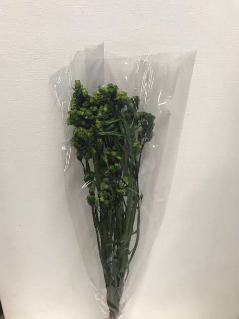 Statice on stem 60gr groen