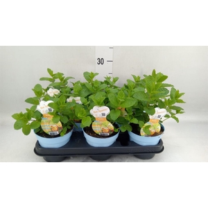 Mentha spicata