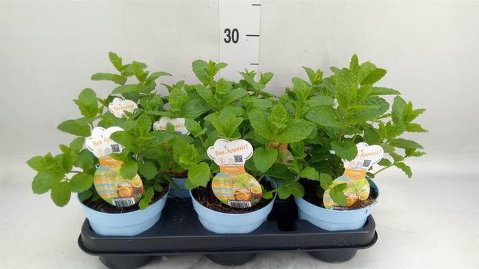 <h4>Mentha spicata</h4>