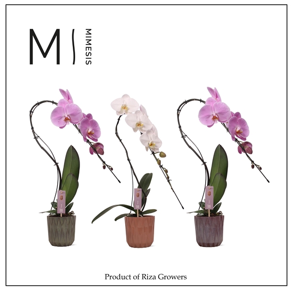 <h4>Mimesis Phal. Swan Mix - 1 spike 12cm in Maria Mix Ceramic</h4>