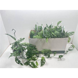Monstera Adansonii Hang
