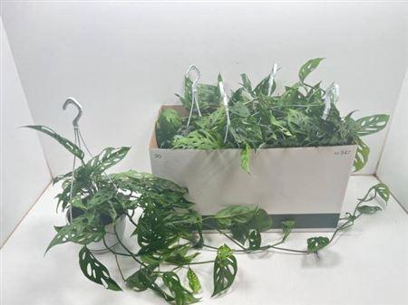 <h4>Monstera Adansonii Hang</h4>