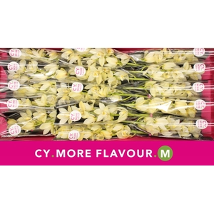 Cymbidium Paddy