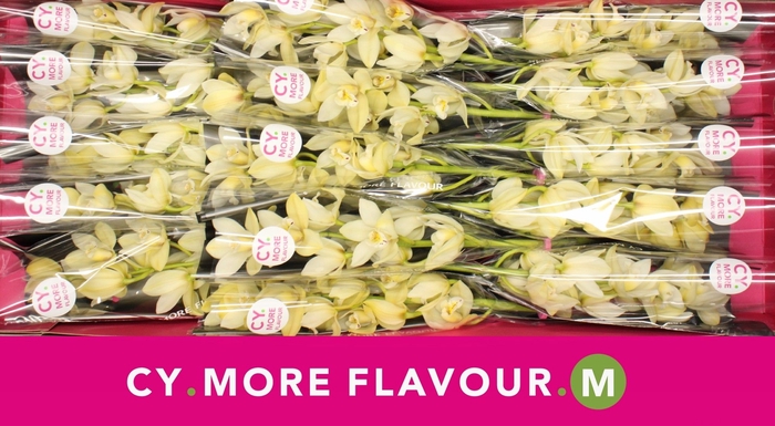 <h4>Cymbidium Paddy</h4>