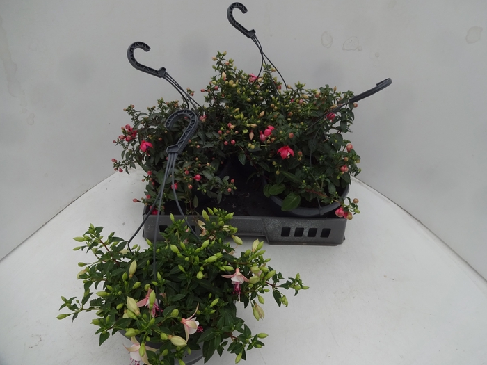 <h4>FUCHSIA GEM</h4>