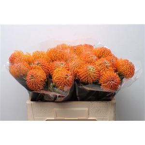 Leucospermum lineare Ayoba Peach