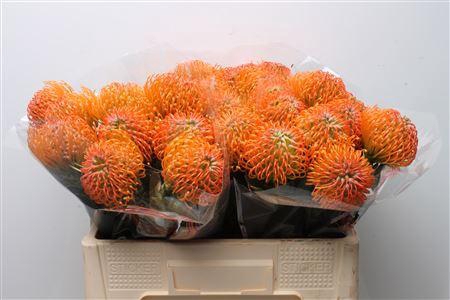<h4>Leucospermum lineare Ayoba Peach</h4>
