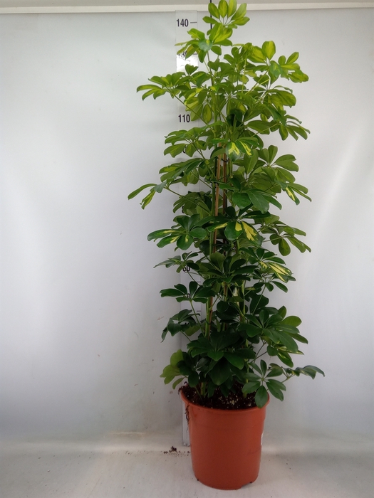 <h4>Schefflera arbor. 'Gold Capella'</h4>