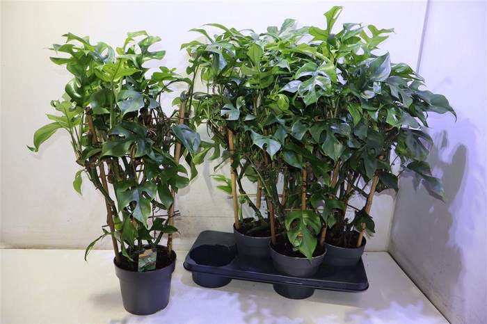 <h4>Monstera Ov</h4>