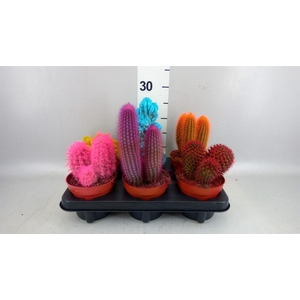 Cactus ...