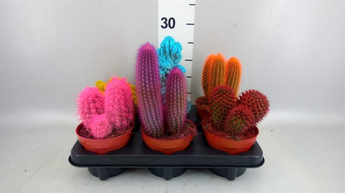 <h4>Cactus   ...</h4>