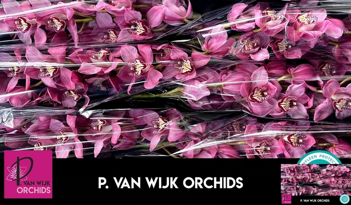 <h4>CYMB T SKY SCRAPER</h4>