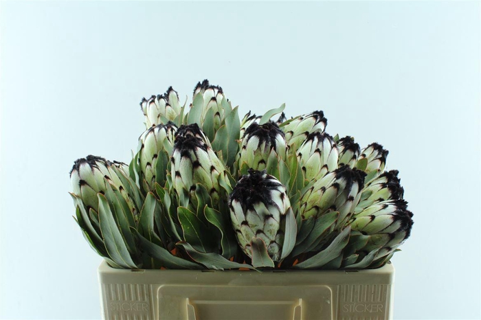 <h4>Protea Mag Niobe</h4>