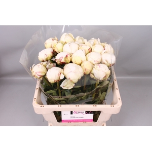 Paeonia Ivory Victory | Heavy Quality