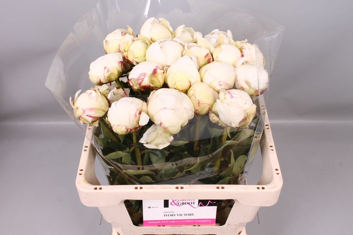 <h4>Paeonia Ivory Victory | Heavy Quality</h4>