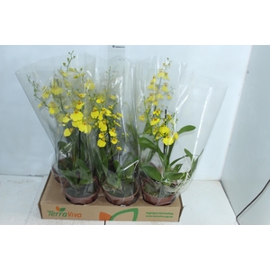 ONCIDIUM ALOHA P15