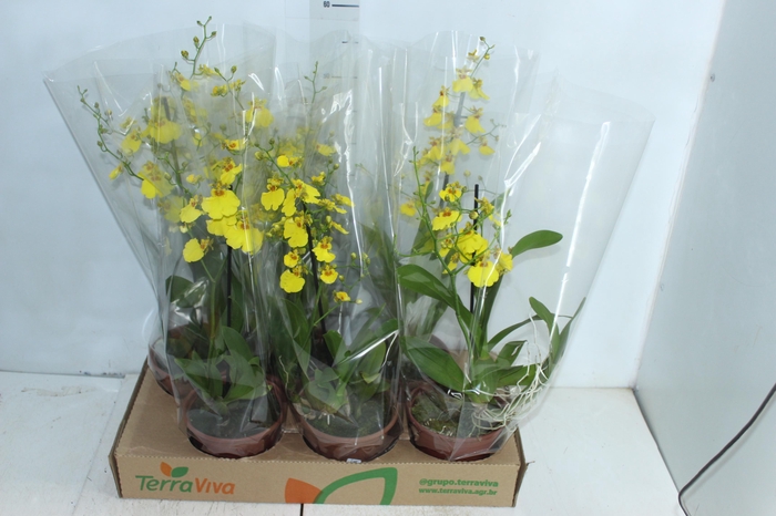 <h4>ONCIDIUM ALOHA P15</h4>