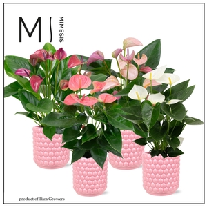 Mimesis Anthurium KARMA Pink mix - 12cm - Sienna