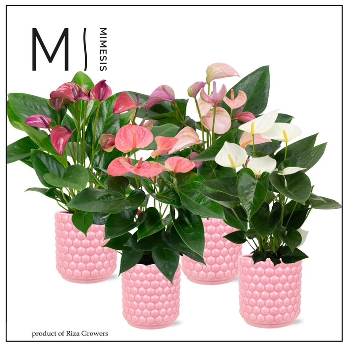 <h4>Mimesis Anthurium KARMA Pink mix - 12cm - Sienna</h4>