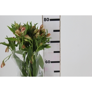 ALSTROEMERIA CANYON 080 CM