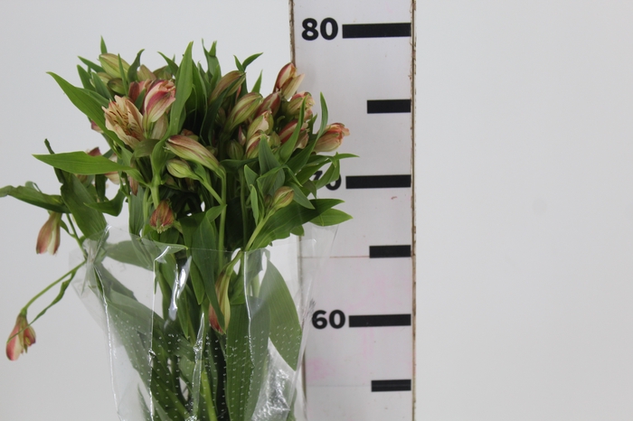 <h4>ALSTROEMERIA CANYON 080 CM</h4>