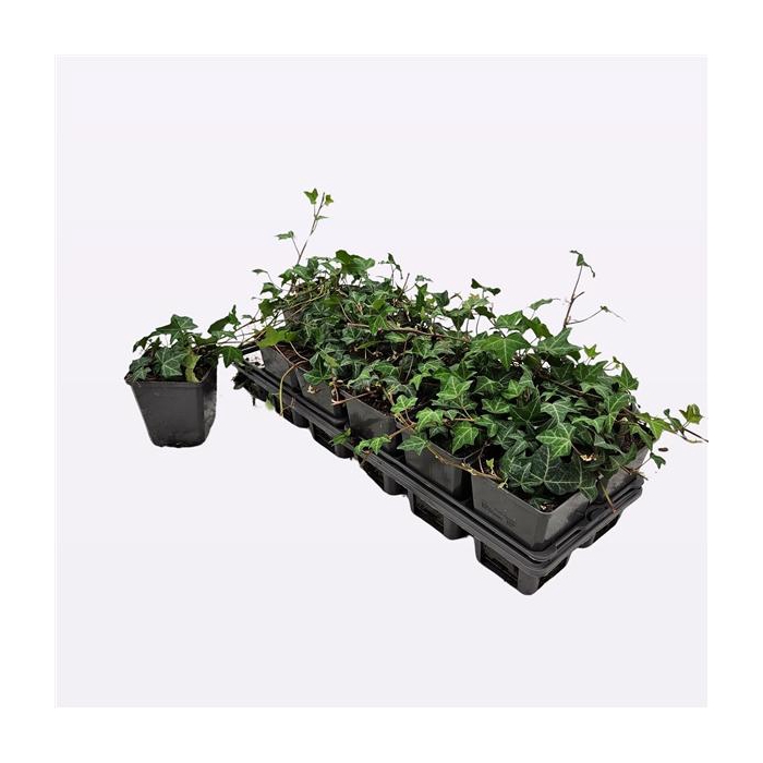 <h4>Hedera helix</h4>