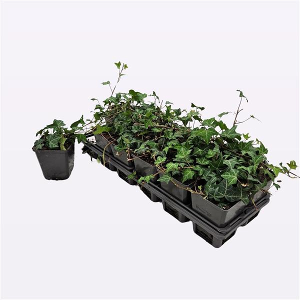 <h4>Hedera Helix</h4>