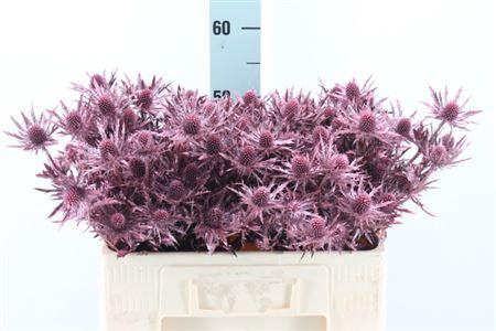 <h4>Eryngium Klb Mettallic Red X40</h4>