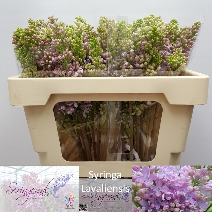 <h4>SYR V LAVALIENSIS</h4>