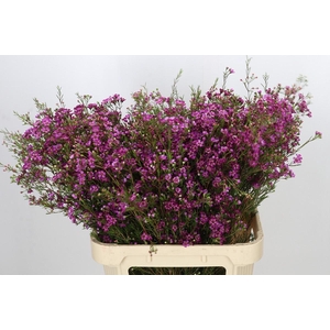 Chamelaucium Rotem