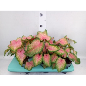 Caladium  'Bicolor Sweetheart'
