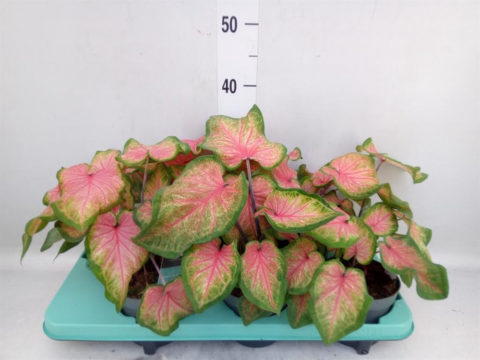 <h4>Caladium  'Bicolor Sweetheart'</h4>