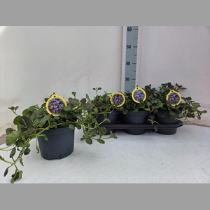 AJUGA P METALLICA CR