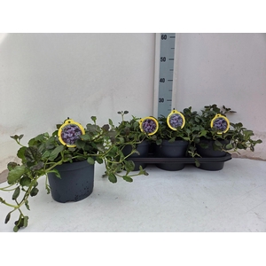 AJUGA P METALLICA CR