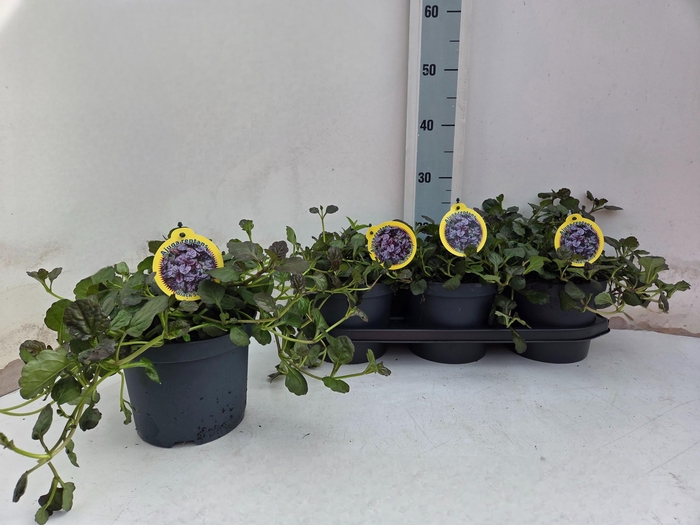 <h4>AJUGA P METALLICA CR</h4>