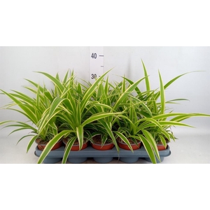 Chlorophytum com.