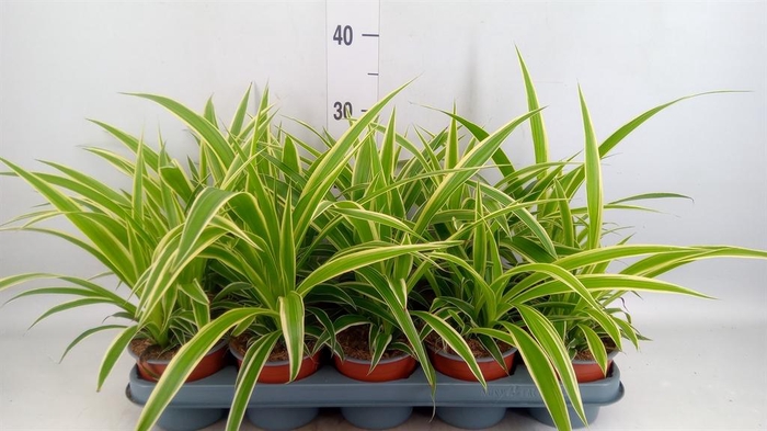<h4>Chlorophytum com.</h4>