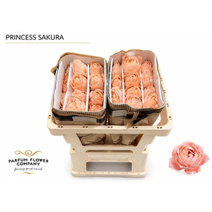 Rosa Princess Sakura