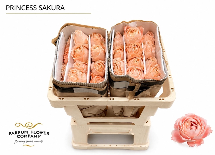 <h4>Rosa Princess Sakura</h4>