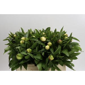 Paeonia Sunny Girl