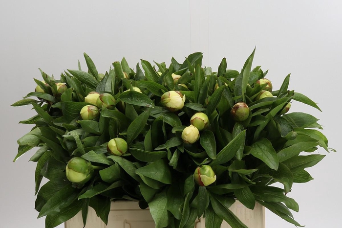 <h4>Paeonia Sunny Girl</h4>