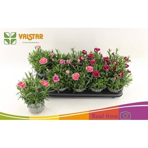 Dianthus Oscar mix 12Ø 20cm