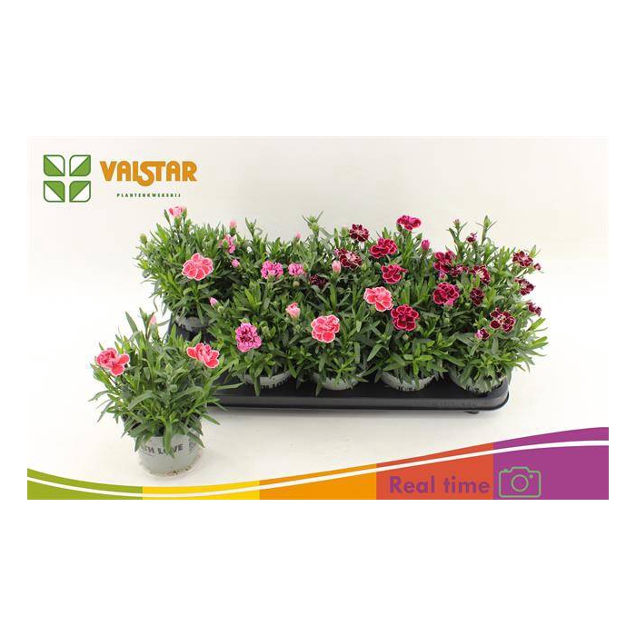 <h4>Dianthus Oscar mix 12Ø 20cm</h4>