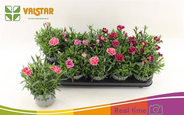 Dianthus Oscar mix 12Ø 20cm