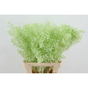 PF Ruscus 70cm Bs Mint Green