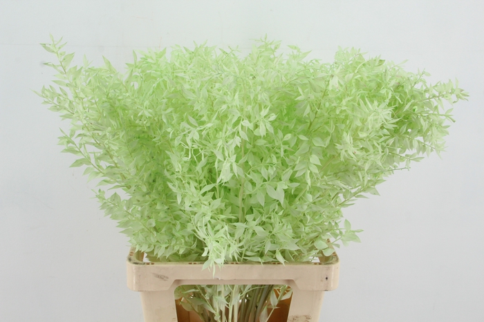 <h4>PF Ruscus 70cm Bs Mint Green</h4>