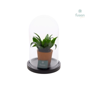 Glas Stolp met plateau Medium zwart met groene plant